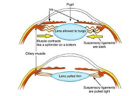 Simple Natural Ways to Improve Eyesight and Eye Health