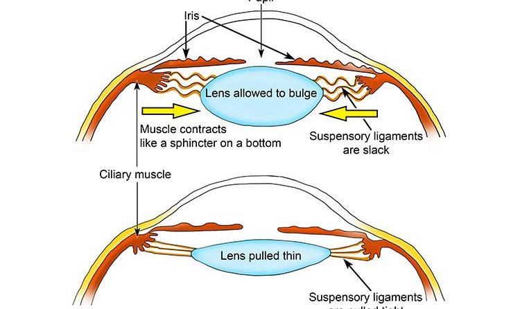Simple Natural Ways to Improve Eyesight and Eye Health