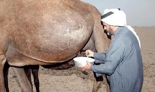 توصیه سازمان بهداشت جهانی به برخی از کشور‌ها: ادرار شتر ننوشید!