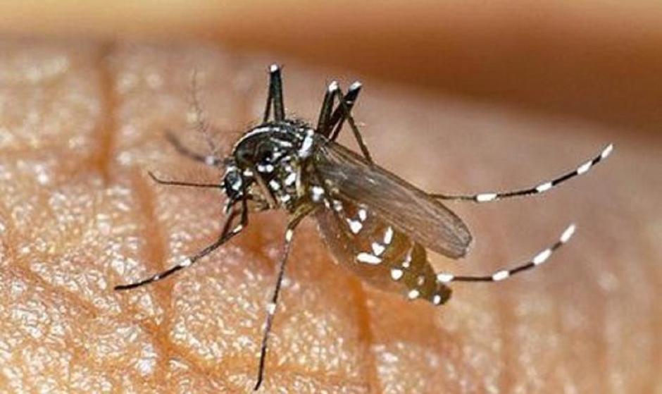 اگر به هرمزگان سفر می‌کنید مراقب نیش این حشره خطرناک باشید