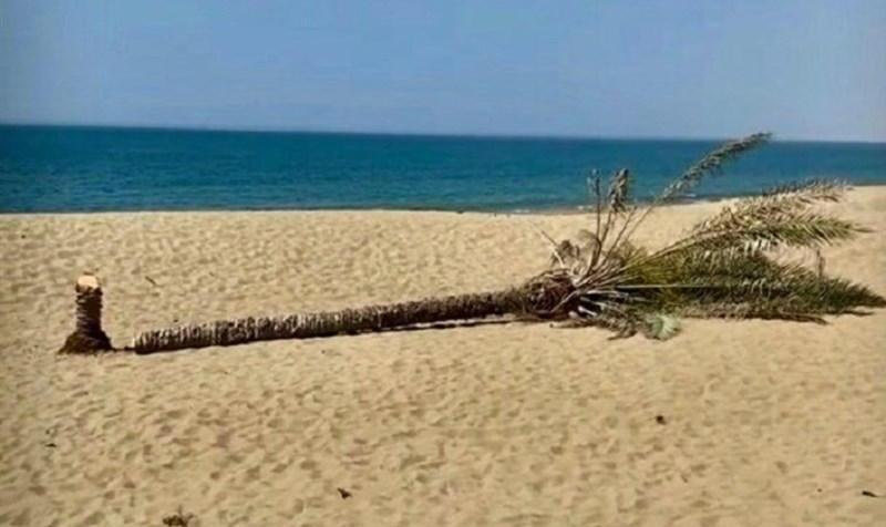 (تصویر) قطع تک درخت زیبای ساحل «دَرَک» بلوچستان