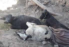 تلف شدن ۱۱۵۰ راس دام در مناطق زلزله‌زده