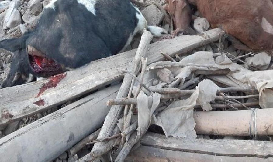 ۱۱۵۰ راس دام سبک و سنگین بر اثر زلزله تلف شدند