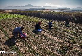 تصاویری از برداشت زعفران در روستای قادرمرز