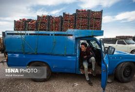 کشف ۲۷۰ کیلو تریاک از بار گوجه‌فرنگی!