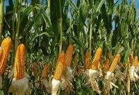 وقتی پای تراریخته‌ها به پفک‌ها و اسنک‌های حجیم‌شده باز می‌شود!