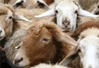 برپایی ۲۴ جایگاه عرضه بهداشتی دام در تهران همزمان با عید قربان