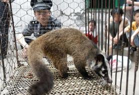 China bans wild animal trade until viral outbreak eases