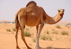 با انواع مختلف شترهای ایرانی آشنا شوید