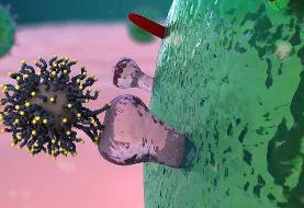 موفقیت محققان کشور برای درمان التهاب ریه مبتلایان به کرونا با ترکیب سه دارو