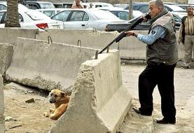 بخشنامه وزارتی برای رعایت حقوق حیوانات از سوی شهرداری ها | با خاطیان برخورد می شود