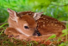 صدور بخشنامهای برای رعایت حقوق حیوانات