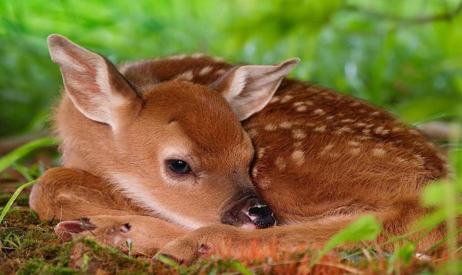 صدور بخشنامه‌ای برای رعایت حقوق حیوانات