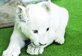 مرگ سومین توله‌شیر سفید هویزه