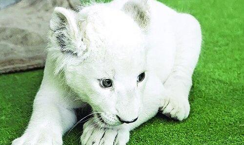 محیط زیست خوزستان: علت مرگ شیر سفید باغ وحش هویزه مشکلات تنفسی بوده