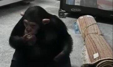 بازگشت شامپانزه معروف به باغ وحش ارم