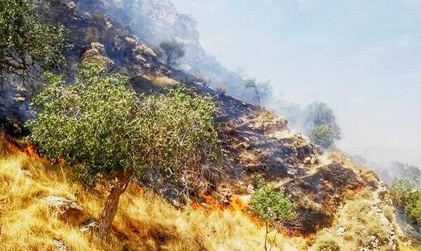دستگیری عامل آتش‌سوزی محدوده جنگلی «دهبکری» بم