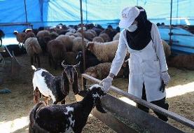 مراکز سه گانه عرضه دام بهداشتی تا روز تاسوعا باز هستند