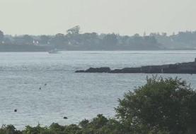 Great white shark kills woman in rare attack in Maine, authorities say