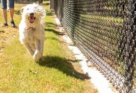 Kids who grow up with dogs behave better than those who don’t, study finds. Here’s why