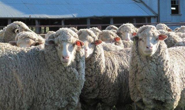 هزاران زبان بسته قربانی خواهند شد: فعالیت تمام‌ وقت ۳ مرکز عرضه دام تهران برای روزهای تاسوعا و عاشورا
