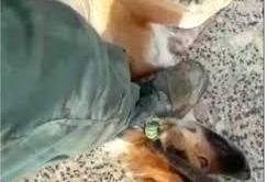۷۴ ضربه شلاق برای سگ کشی در گیلان