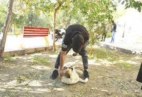 اینجا هر کس سگ دارد مواد هم دارد  | گزارشی از حیواناتی که در پاتوقهای معتادان، به موادمخدر ...