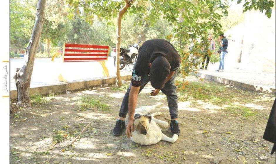 اعتیاد سگ‌ها در پاتوق معتادان!