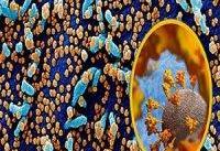 واکسینه شده&#۸۲۰۴;هایی که قبلا مبتلا شده باشند آنتی بادی بیشتری دارند