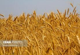 ماجراهای گندم پر حاشیه! کشاورزان با قیمت جدید مشکلی ندارند؟