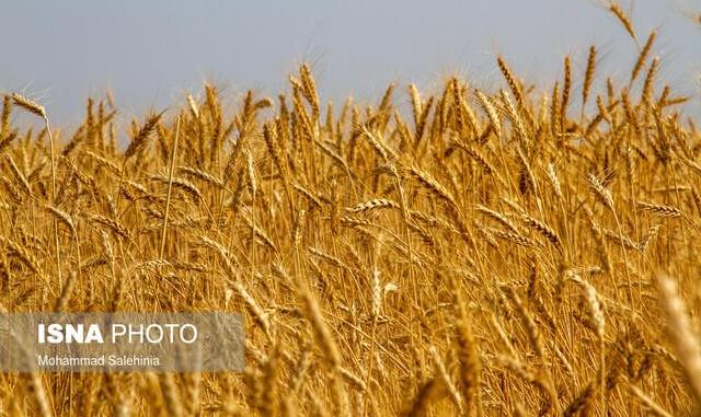 ماجراهای گندم پر حاشیه! کشاورزان با قیمت جدید مشکلی ندارند؟