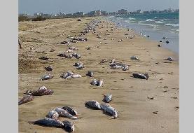 دلیل مرگ ماهیان در سواحل جاسک چیست؟