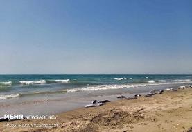 علت مرگ گربه ماهی ها مشخص شد/ادامه بررسی آلودگی نفتی