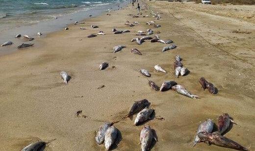 علت مشاهده لاشه گربه ماهی‌ها در سواحل جاسک مشخص شد