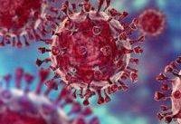 کرونا باعث عقیم شدن می&#۸۲۰۴;شود