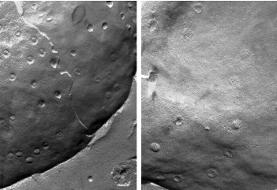 چه چیزی در بزرگسالی مانع بازسازی سلولهای قلب میشود؟