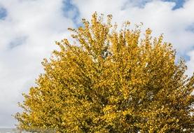 افزایش دمای تهران از فردا
