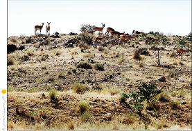 امکانات موجود پاسخگوی همه مسائل زیست محیطی تهران نیست | نگرانی از تغذیه حیات وحش در زمستان پیش رو