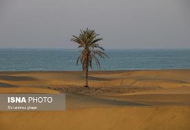 تصویر تاسفبار از قطع شدن تک درخت ساحل دَرَک/ عکس