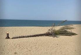 ببینید | نخل دیگری جایگزین تک درخت زیبای ساحل «دَرَک» شد