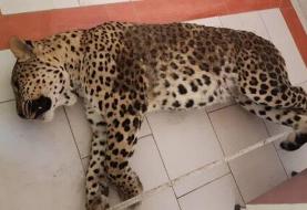 پلنگ سرگردان قائم شهر با شلیک گلوله کشته شد