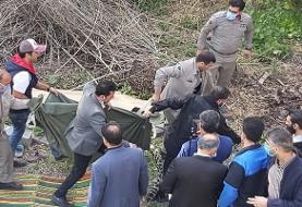 پلنگ سرگردان قائمشهر زنده‌گیری شد (+فیلم)