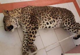 پلنگ قائم شهر چرا کشته شد؟/ توضیحات محیط زیست مازندران