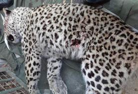 ببینید | دلیل کشته شدن پلنگ قائمشهر | جنسیت پلنگ چه بود؟