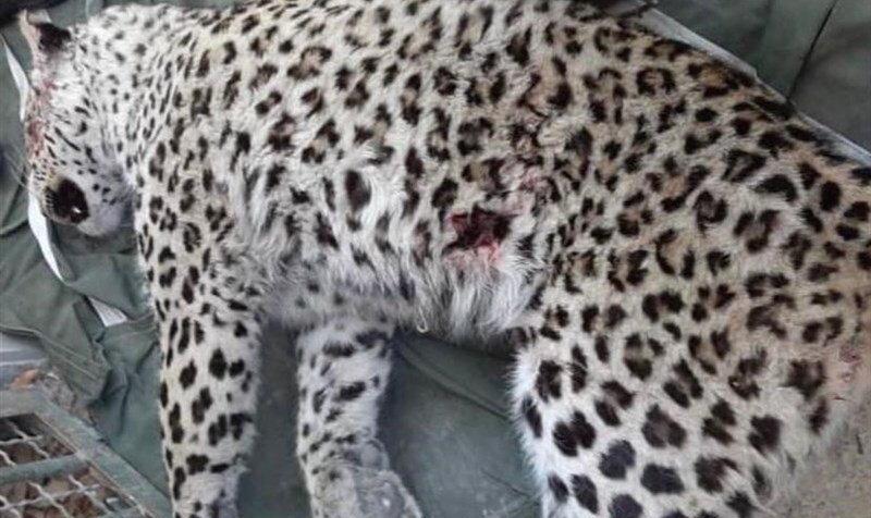 تلف شدن یک قلاده پلنگ پس از زنده‌گیری در ایران +ویدئو، عکس
