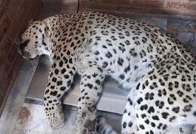 عکس | پلنگ سرگردان در شهر قائمشهر تلف شد!