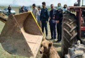 حکم بازداشت مسببان تلف‌شدنِ خرس در نمین