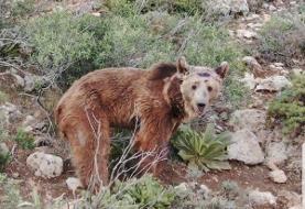 یک حیوان در خطر انقراض دیگر در ایران کشته شد | دلیل کشته شدن خرس قهوه ای در اردبیل چه بود؟