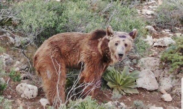 ورود خرس قهوه‌ای به یک روستای اردبیل (فیلم)
