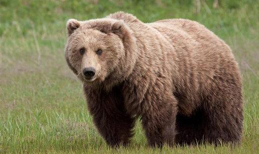 صدور حکم بازداشت مسببان تلف‌شدنِ «خرس قهوه‌ای» در نمین